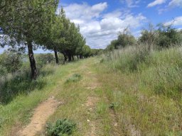 Flora del Cerro Masatrigo
